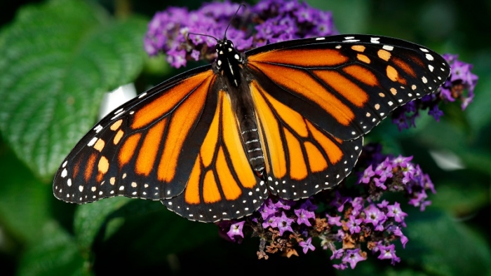 A Monarch butterfly rests on a flower, Monday, Sept. 17, 2018, in Urbandale, Iowa. (AP Photo/Charlie Neibergall)
