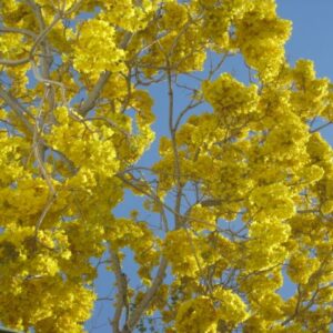 April 2025 Newsletter